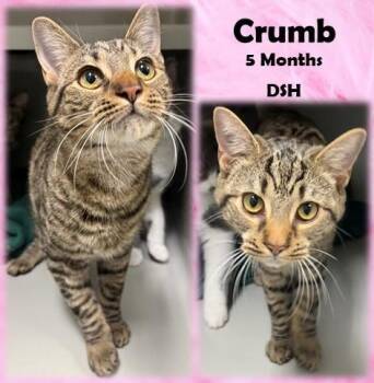 Rescue Domestic Short Hair Cats for Adoption in Franklin, Indiana - Crumb | PetCurious