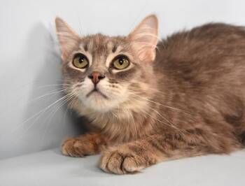 ACAI -  Domestic Long Hair Cat for Adoption in Loveland, Colorado - ACAI | PetCurious