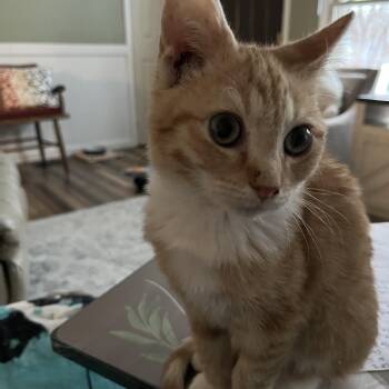 Domestic Short Hair Cats Available for Adoption in Charlotte, North Carolina - Jay-z | PetCurious