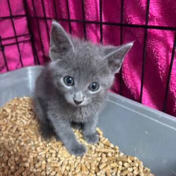 Bathbomb -  Domestic Short Hair Cat for Adoption in Hinesville, Georgia - Bathbomb | PetCurious
