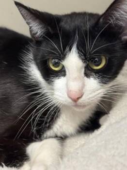 Meja -  Domestic Short Hair Cat for Adoption in Chamblee, Georgia - Meja | PetCurious