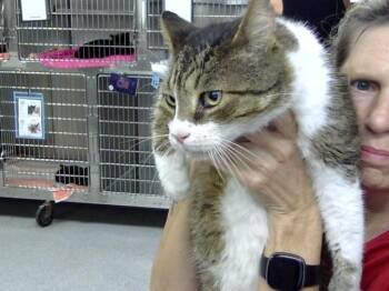 A186418 -  Domestic Short Hair Cat for Adoption in Pasadena, Texas - A186418 | PetCurious