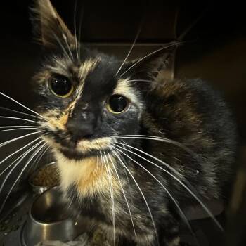 Wacky Dash -  Domestic Short Hair Cat for Adoption in Gadsden, Alabama - Wacky Dash | PetCurious