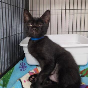 Gideon -  Domestic Short Hair Cat for Adoption in Lakeland, Florida - Gideon | PetCurious
