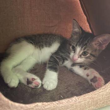 Jerry -  Domestic Short Hair Cat for Adoption in Springfield, Illinois - Jerry | PetCurious