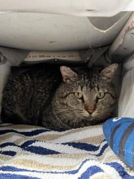 Domestic Short Hair Cats Available for Adoption in Roseville, California - Jackfruit | PetCurious