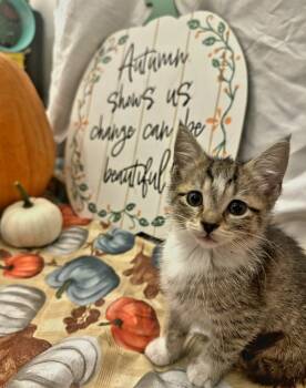 Rescue Tabby Cats for Adoption in Cary, North Carolina - Showgirl | PetCurious