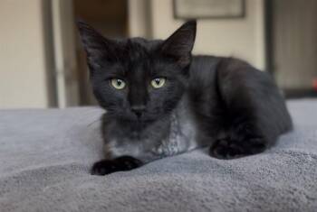 SARA THE TRISARATOPS -  Domestic Short Hair Cat for Adoption in Colorado Springs, Colorado - SARA THE TRISARATOPS | PetCurious