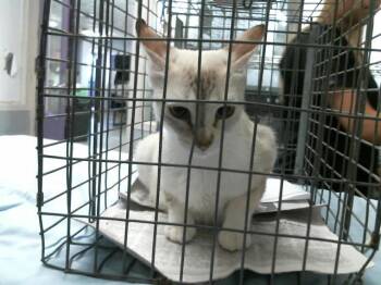 MOM -  Siamese Cat for Adoption in Houston, Texas - MOM | PetCurious