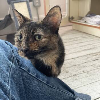 Escargot -  Domestic Short Hair Cat Available for Adoption in St. Louis, Missouri - Escargot | PetCurious