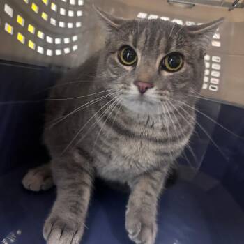 Dusty -  Domestic Short Hair Cat for Adoption in Indianapolis, Indiana - Dusty | PetCurious