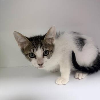 Honeybun -  Domestic Short Hair Cat for Adoption in Jupiter, Florida - Honeybun | PetCurious
