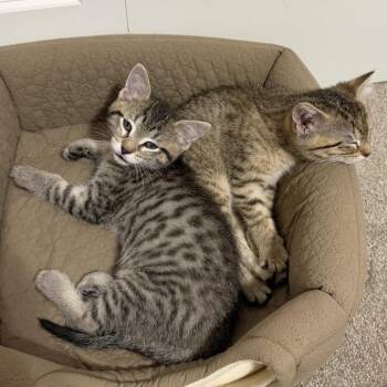 DJ Tanner -  Domestic Short Hair Cat for Adoption in Buffalo, Minnesota - DJ Tanner | PetCurious