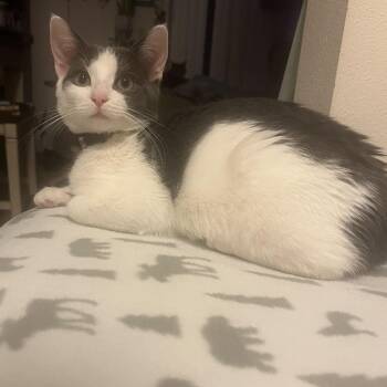 Domestic Short Hair Cats Available for Adoption - Barnacle | PetCurious