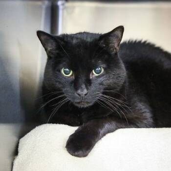 Rescue Domestic Medium Hair Cats for Adoption in Dover, New Hampshire - Bear | PetCurious