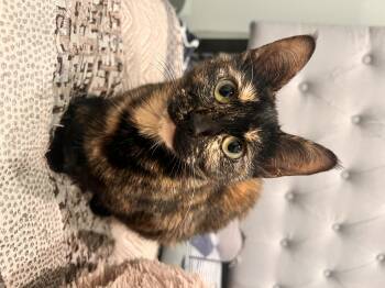Rescue Tortoiseshell Cats for Adoption in Kennebunk, Maine - MIRA | PetCurious