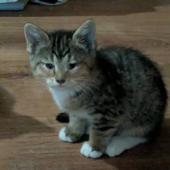 Domestic Short Hair Cats Available for Adoption in Fairway, Kansas - Billie Jean | PetCurious