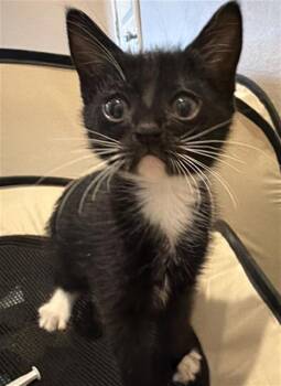 OPHELIA -  Domestic Short Hair Cat for Adoption in Dallas, Texas - OPHELIA | PetCurious