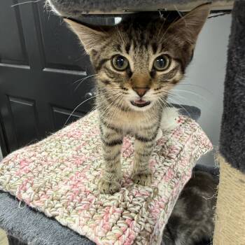 Harlem -  Domestic Short Hair Cat for Adoption in Hamburg, New York - Harlem | PetCurious