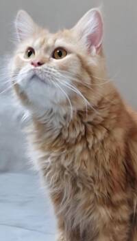 Kenny -  Domestic Long Hair Cat for Adoption in Snow Hill, Maryland - Kenny | PetCurious