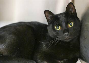 Domestic Short Hair Cats Available for Adoption in Colorado Springs, Colorado - MAXWELL | PetCurious