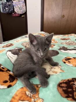 Bellamy -  Domestic Short Hair Cat for Adoption in Wheaton, Illinois - Bellamy | PetCurious