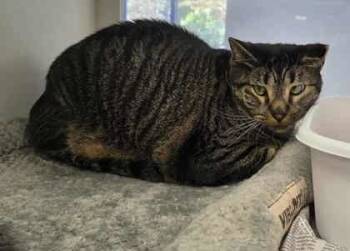 Rescue Domestic Short Hair Cats for Adoption in Atlanta, Georgia - TJ | PetCurious