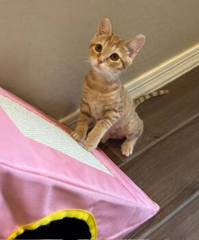 Carrots -  Domestic Short Hair Cat Available for Adoption in Youngtown, Arizona - Carrots | PetCurious