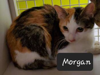 Domestic Short Hair Cats Available for Adoption in Dallas, Texas - Morgan 0468 | PetCurious