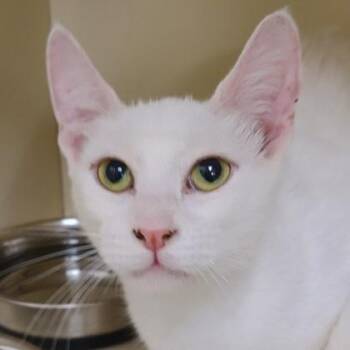 Marshmallow -  Domestic Short Hair Cat for Adoption in Verona, Wisconsin - Marshmallow | PetCurious