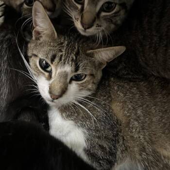 ROSEY -  Domestic Short Hair Cat for Adoption in Richmond, California - ROSEY | PetCurious