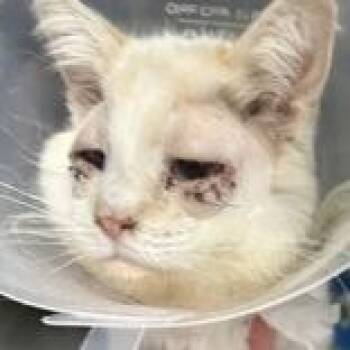 Domestic Short Hair Cats Available for Adoption in Lansing, Michigan - Growler Gary | PetCurious