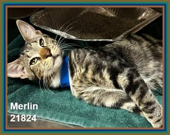 MERLIN -  Domestic Short Hair and Tabby Cat for Adoption in Marietta, Georgia - MERLIN | PetCurious