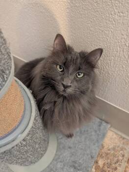 Domestic Medium Hair Cats Available for Adoption - Floof | PetCurious