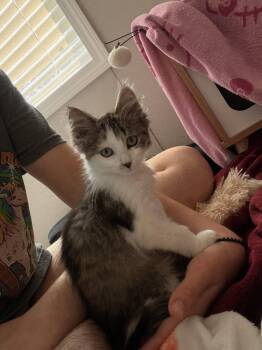Shrimp -  Domestic Medium Hair Cat for Adoption in Walled Lake, Michigan - Shrimp | PetCurious