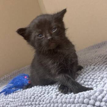 Charm -  Domestic Short Hair Cat for Adoption in Marshalltown, Iowa - Charm | PetCurious