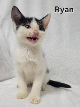 Rescue Domestic Short Hair Cats for Adoption in Laplace, Louisiana - Ryan | PetCurious