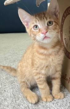 The Eagles: Tequila Sunrise -  Exotic Shorthair Cat Available for Adoption - The Eagles: Tequila Sunrise | PetCurious