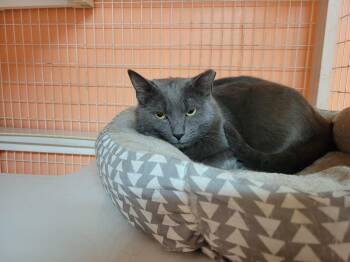 Poptart -  Domestic Medium Hair Cat for Adoption in Memphis, Tennessee - Poptart | PetCurious