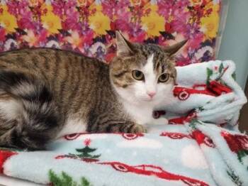 Domestic Short Hair Cats Available for Adoption - Joee | PetCurious