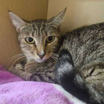 Domestic Short Hair Cats Available for Adoption - Marigold | PetCurious