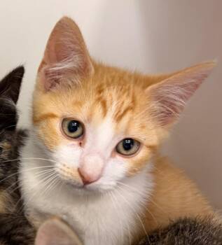 Domestic Short Hair Cats Available for Adoption in Columbia, Illinois - Forrest | PetCurious