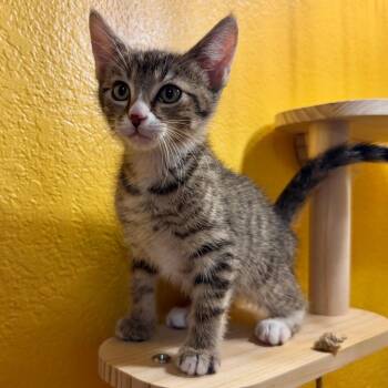 Ozzy -  Domestic Medium Hair Cat for Adoption in Lewisville, Texas - Ozzy | PetCurious