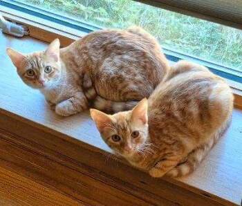 Rescue Domestic Short Hair Cats for Adoption in Huntsville, Alabama - Rusty | PetCurious