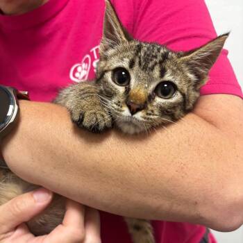 Espresso -  Domestic Short Hair Cat for Adoption in Tulsa, Oklahoma - Espresso | PetCurious