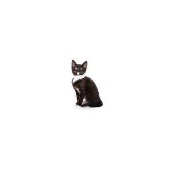 Domestic Short Hair Cats Available for Adoption in Los Angeles, California - Laemmle | PetCurious