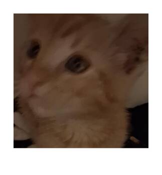 Peanut -  Domestic Short Hair Cat for Adoption in Hemet, California - Peanut | PetCurious