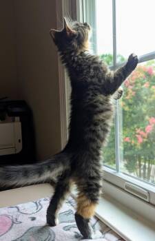 Zahara26 -  Domestic Medium Hair Cat for Adoption in Youngsville, North Carolina - Zahara26 | PetCurious