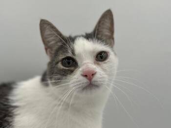 Bulbasaur -  Domestic Short Hair Cat for Adoption in Portland, Oregon - Bulbasaur | PetCurious