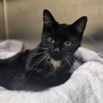 Lady Gaga -  Domestic Short Hair Cat for Adoption in Westland, Michigan - Lady Gaga | PetCurious